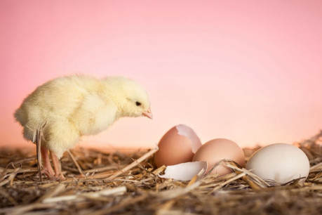 Baby Chicken