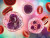 White and Red Blood Cells in Blood Sample