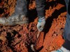 Ancient Rainforest Fossils Preserved in Rusty Iron Rock Reveal Cellular Details