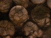 Scientists Just Found a Nearly Complete 16-Centimeter Fossil Near a Dinosaur Nest