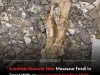 Strange New Mosasaur Discovered in Egypt Had Unique Specialized Hearing and Hunting Skills