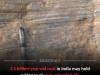 Ancient Indian Rock Reveals Hidden Traces Of Earth’s Earliest Life Forms