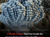 Climate Change Is Expanding Deadly Aspergillus Zones, Threatening Global Health and Crops