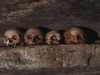 Ancient DNA Reveals 5,500-Year-Old Plague That Targeted Siberian Children