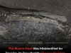 324 Million Year Old Fossil Reveals Bizarre 24 Limbed Insect That Lived Between Land And Water