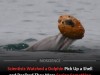 Dolphins Pull Shells to Trap Fish, Revealing First Visual Evidence of Tool Use