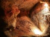 Hidden Inside an Australian Cave, Scientists Uncovered Fossil Fragments From A Lost Koala Species Extinct For 28,000 Years