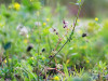 Difference Between Angiosperms and Gymnosperms