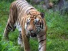 Animals Found in the Jungle: A Comprehensive Guide to Jungle Wildlife