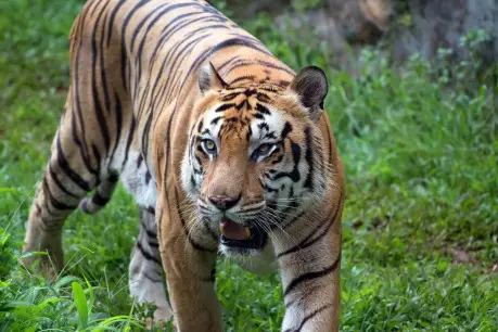 Bengal Tiger