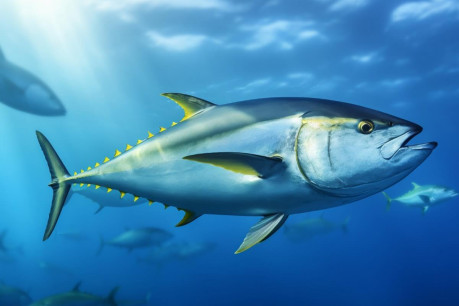 Underwater Fish