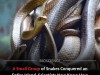 Hidden Genetic Variants Fueled the Brown Tree Snake’s Island Takeover