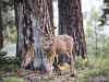 Coniferous Forest Animals: Wildlife, Adaptations & Conservation