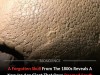 Forgotten Fossil Sitting In A Museum For 150 Years Reveals A Massive New Ice Age Species