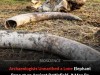 Elephant Carpal Bone Discovered in Spain Offers New Evidence of Carthaginian War Elephants