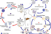 Life Cycle of Malaria Parasite