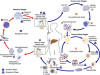 Life Cycle of Malaria Parasite