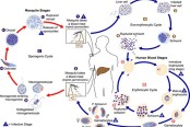Life Cycle of Malaria Parasite