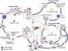 Life Cycle of Malaria Parasite