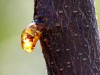 First South American Amber Insects, 112 Million Years Old, Reveal Hidden Cretaceous Forest