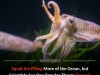 New Study Reveals Why The Theory Behind Exploding Squid Populations Is Likely Wrong