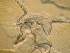 Ancient Molting Clues Show Flightless Anchiornis Had Wings but Couldn’t Soar