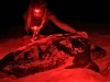 80-Fold Surge in Loggerhead Turtle Nests on Boa Vista Shows Power of Decades-Long Conservation