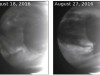 Massive 6,000-Kilometer Wave on Venus Finally Explained by Newly Discovered Phenomenon