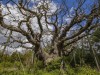 Major Oak in Sherwood Forest Dies After 1,200 Years, Leaving Robin Hood Legacy