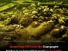 Divers Discover Perfectly Preserved 19th Century Shipwreck Packed With Luxury Champagne and Cargo