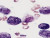 Sudan Black B-Stained Cells