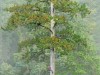 LiDAR and locals find 84-meter Heaven Sword, East Asia’s tallest tree