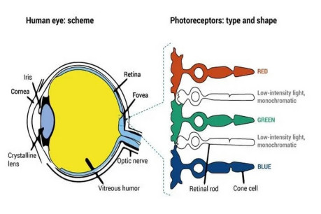 Vision Photochemistry