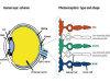 Photochemistry of Vision