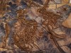 Scientists Discover a 700-Kilogram Fossil Rock in Brazil That Confirms an Ancient Ocean Once Covered Its Interior