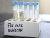 Cow Milk Nightmare: Why Bird Flu’s Explosive Spread in Cattle Has Experts on Edge