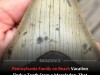 Family Finds Massive Megalodon Tooth During Routine Beach Vacation in New Jersey