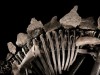 A Rancher Found Strange Bones on His Land, Years Later They Uncovered a 38-Foot T. rex Worth Up to $30 Million