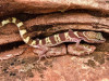 Geckos in Las Vegas: The Desert’s Small Survivors