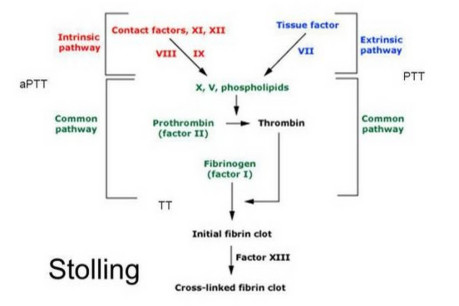 Activated Partial Thromboplastin Time (APTT)