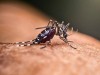 It’s Official: Scientists Confirm Mosquitoes Have Finally Invaded One of Earth’s Last Mosquito-Free Countries