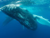 Blue Whales Fall Silent as Warming Oceans Disrupt Food Chain
