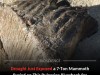 Receding Danube Waters Reveal Massive 8 Ton Woolly Mammoth Skeleton