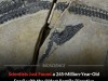 Ancient Chinese Fossil Shows Oldest Reptile Digestive System and Early Marine Adaptations