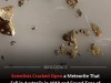 Scientists Just Unlocked Tens of Thousands of Ancient Molecules Hidden Inside Meteorites