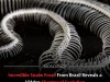 Brazilian 80‑Million‑Year‑Old Snake Fossil Unveils Burrowing Brain and Diverse Evolution