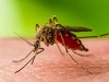 West Nile Virus: Causes, Symptoms, Diagnosis, Treatment & Prevention