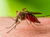 West Nile Virus: Causes, Symptoms, Diagnosis, Treatment & Prevention