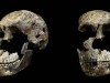 All Homo Naledi Fossils Lack Male Protein, Raising Mystery About Their Sex