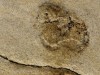 Ancient Crete footprints, 6 million years old, predate Laetoli and reshape human evolution